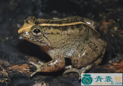 泽蛙的性味归经以及功效用法-青囊智