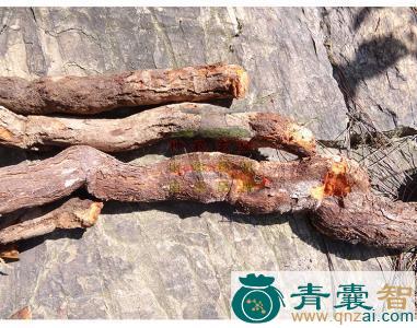 中药材洋桃根图片