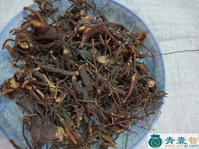 中药材洋梅花刺根图片