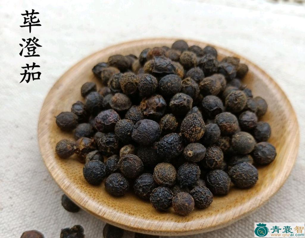 洋海茄的性状性味归经以及功效用法-青囊智
