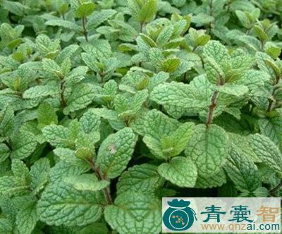 中药材洋紫苏图片