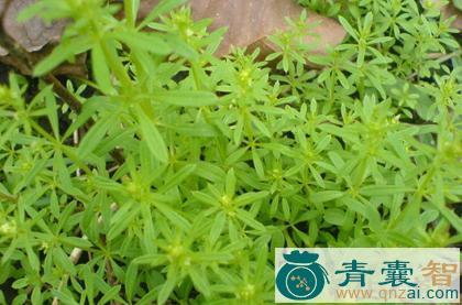 中药材洞庭草图片