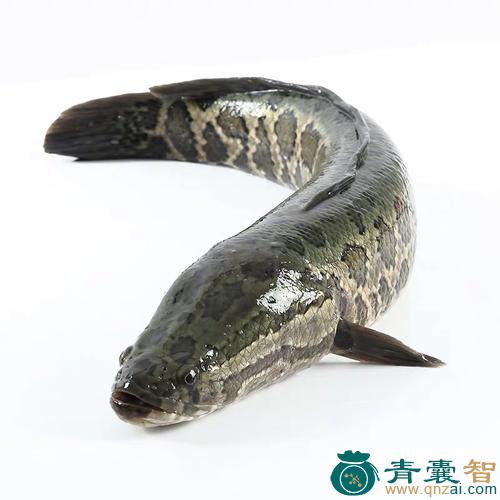 中药材活头才鱼图片