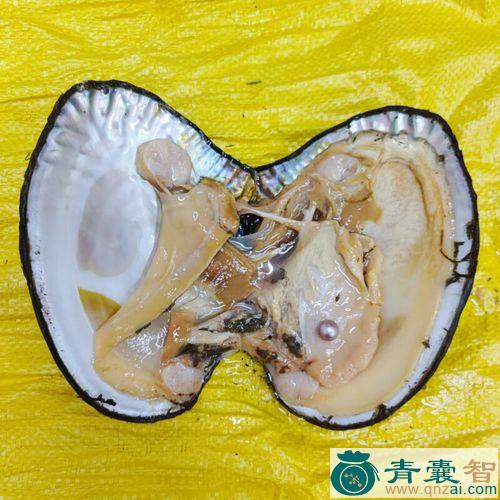 中药材活蚌水图片
