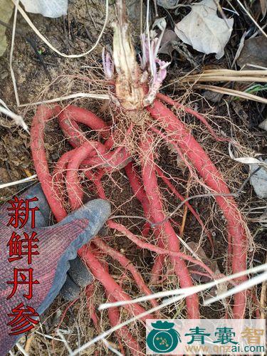中药材活血根图片