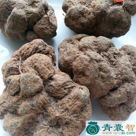 中药材活血莲图片