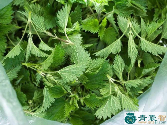 活麻草的性味归经以及功效用法-青囊智