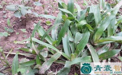 中药材流痰草图片