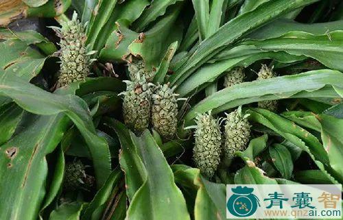 中药材流苏开口箭图片