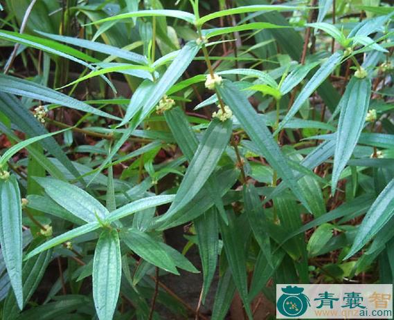 中药材浆米草图片