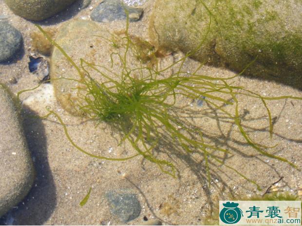 中药材浒苔图片