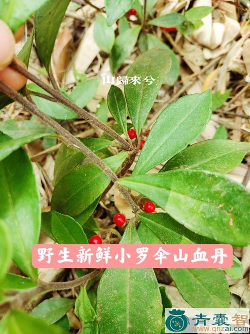 中药材浪伞根图片