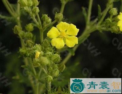 中药材浮尸草图片
