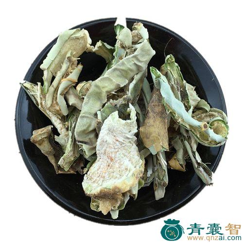 中药材海仙人掌图片