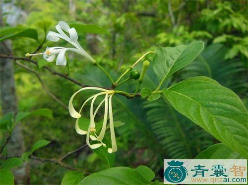 中药材海南杜楝图片