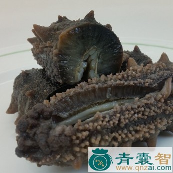 中药材海参肠图片