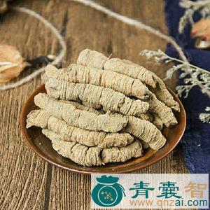 中药材海巴图片