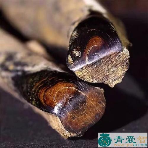 中药材海柳图片
