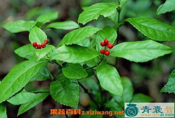 中药材海梅树图片