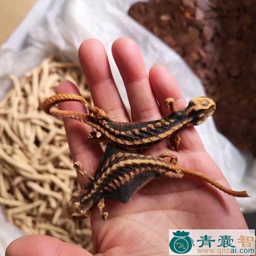 海狗鱼的性味归经-青囊智