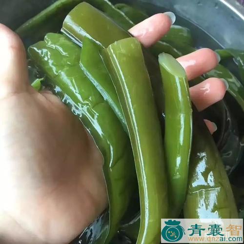中药材海白菜图片