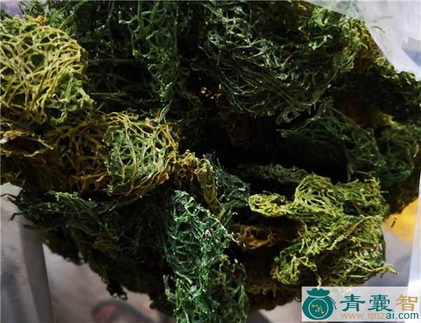 中药材海红图片