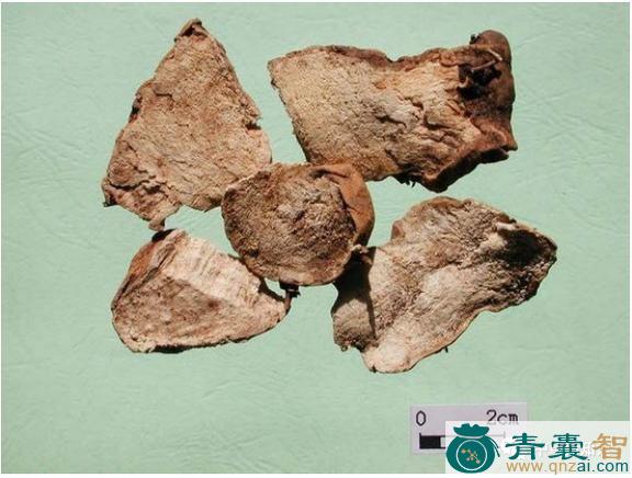 中药材海绵蒲图片
