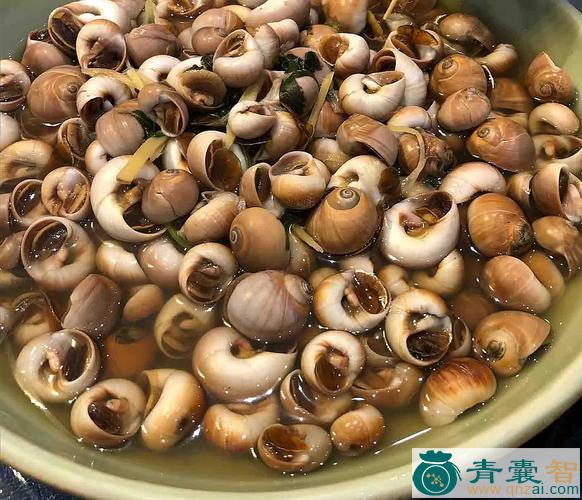 中药材海肚齐图片