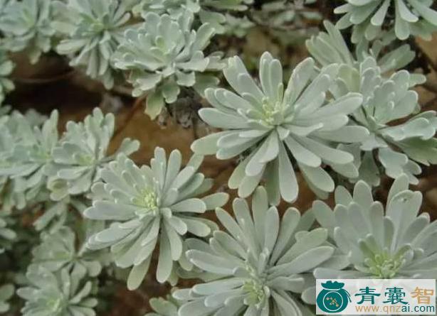 中药材海芙蓉图片