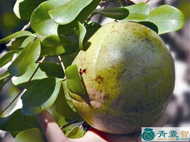中药材海莲果图片