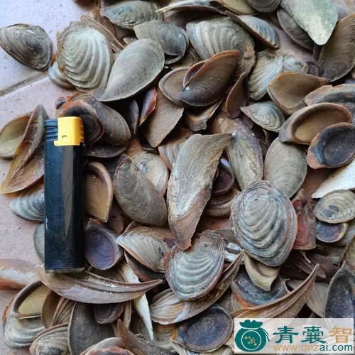中药材海萝图片
