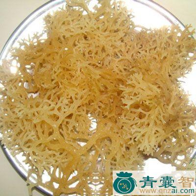 中药材海蕴图片