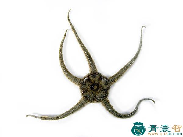 中药材海蛇尾图片