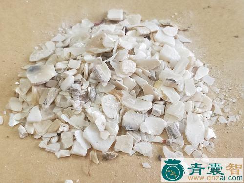 中药材海蛤壳图片