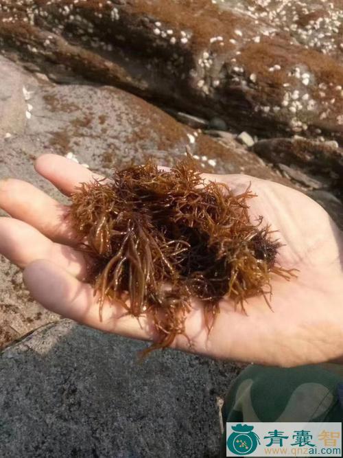 中药材海赤菜图片
