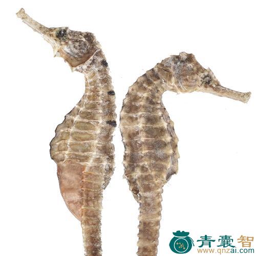 中药材海马图片