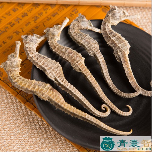 中药材海马蔺图片