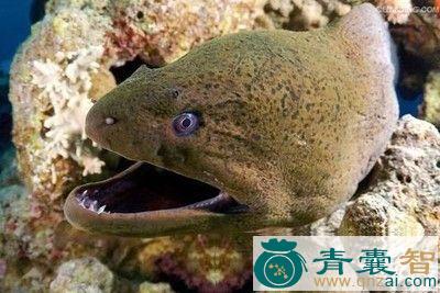 中药材海鳗头图片