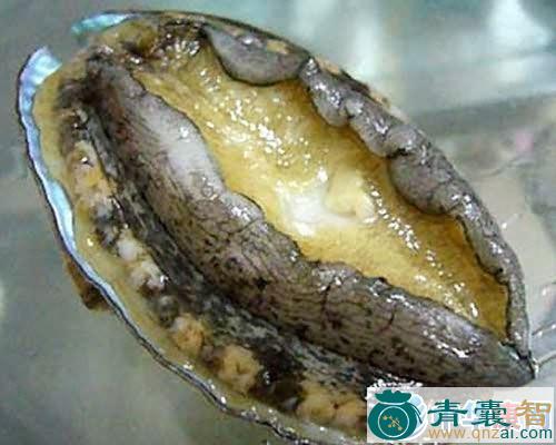 中药材海鹞鱼齿图片