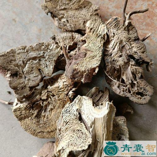 中药材涩疙瘩图片