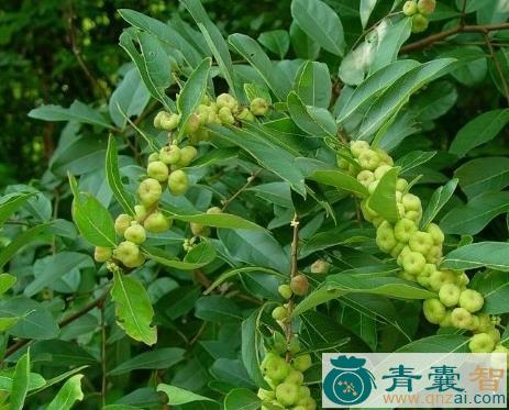 中药材涩草图片