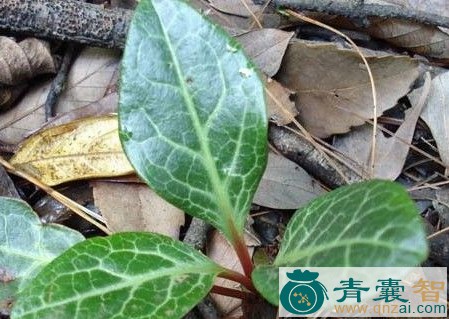 中药材淡婆婆图片