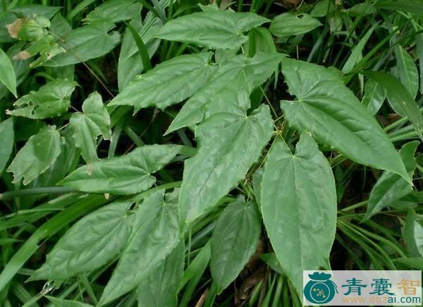 中药材淫羊藿图片