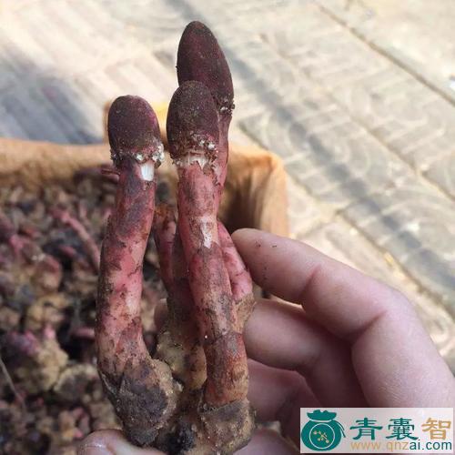 中药材深山不出头图片