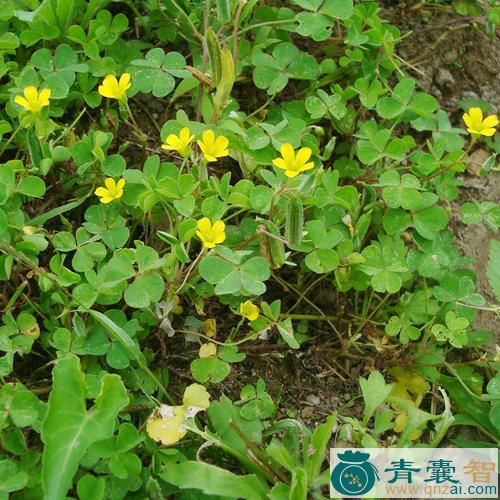 中药材深山酢浆草图片