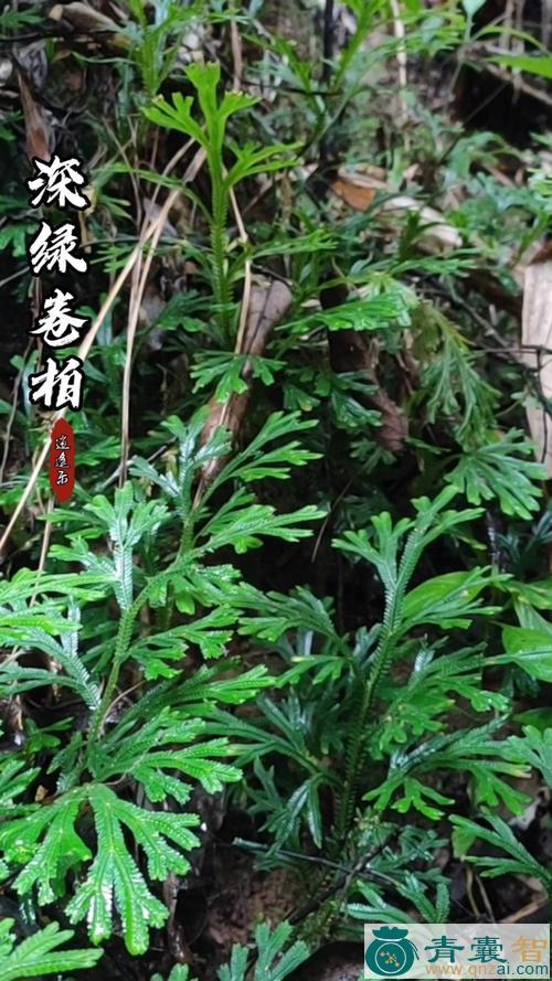 中药材深绿卷柏图片