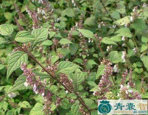 中药材清胃草图片