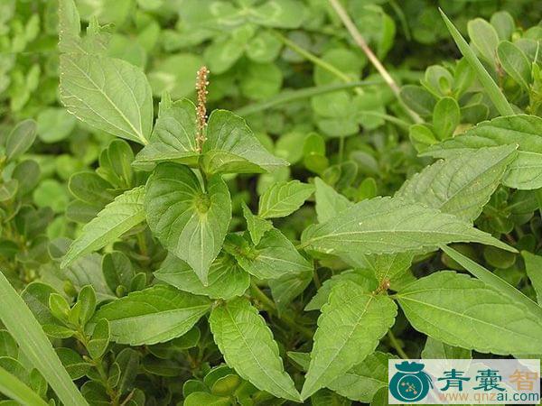 中药材湿疹草图片