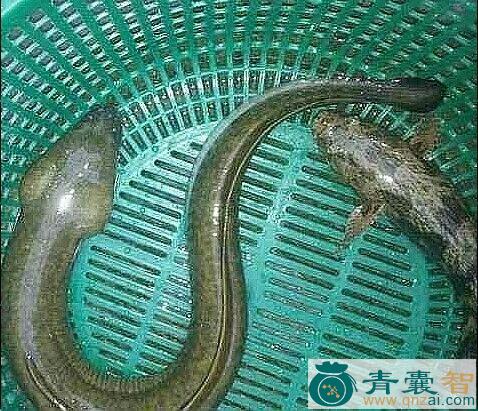 中药材溜鱼图片