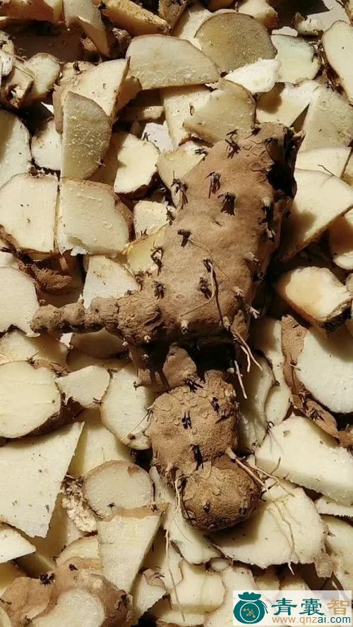 滇江萆薢-青囊智